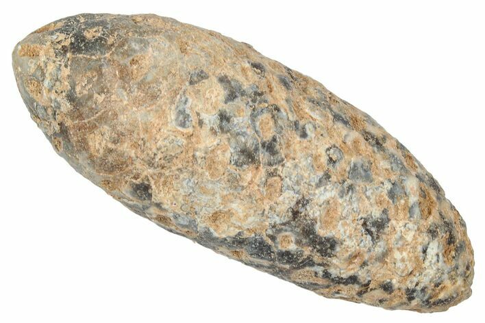 Fossil Cycadophyte Seed Cone - Boujdour, Morocco #346707